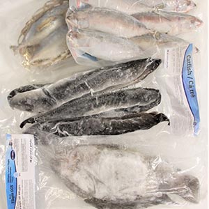 Selection of Frozen Fish